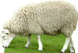 Sheep 384 Cardboard Cutout