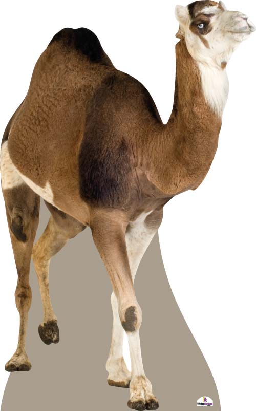 Camel Cardboard Cutout