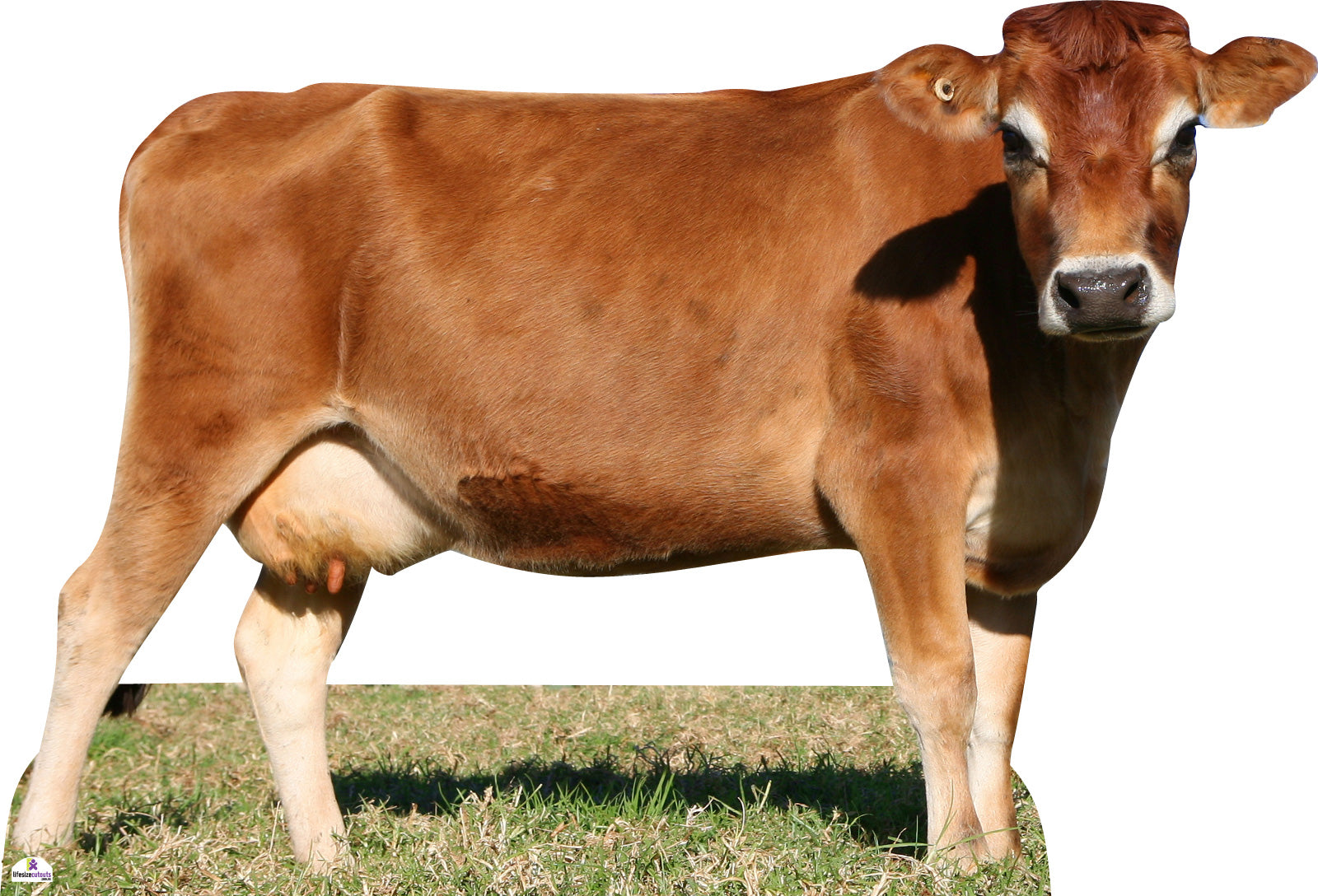 Jersey Cow 836 Cardboard Cutout Side On