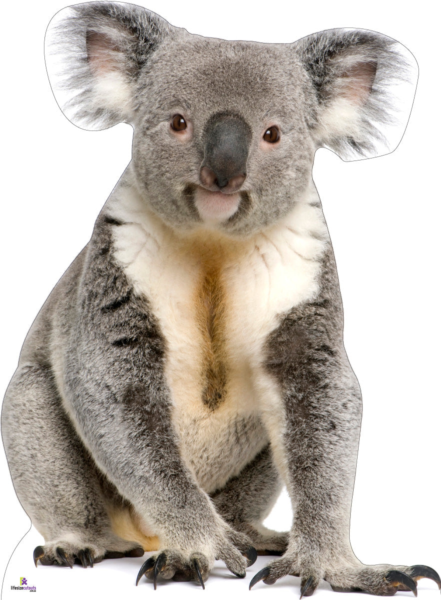 Koala Cardboard Cutout