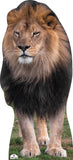 Male Lion 451 Cardboard Cutout